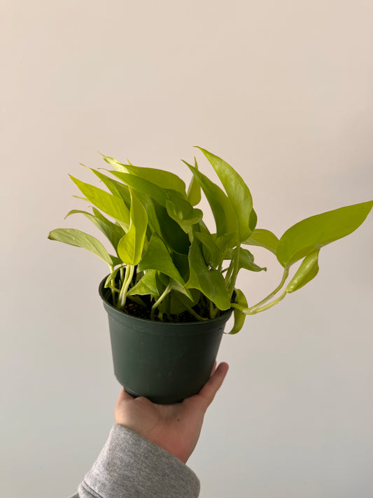 6” Neon Pothos