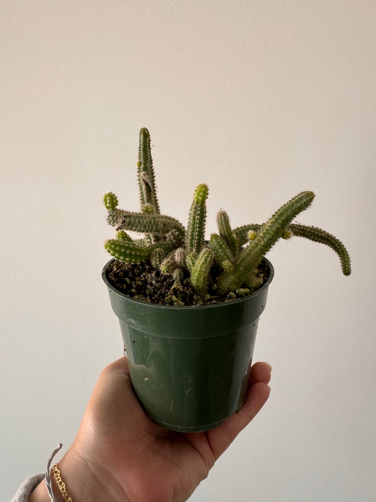 4” Cactus Peanut