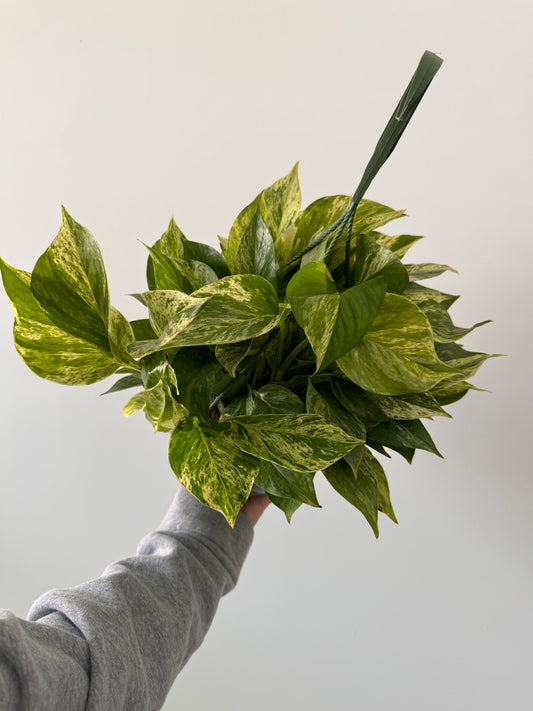 8” Pothos Marble Queen Hanging Basket