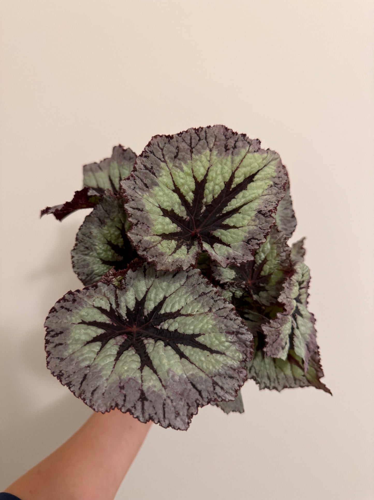 Begonia Rex 4”