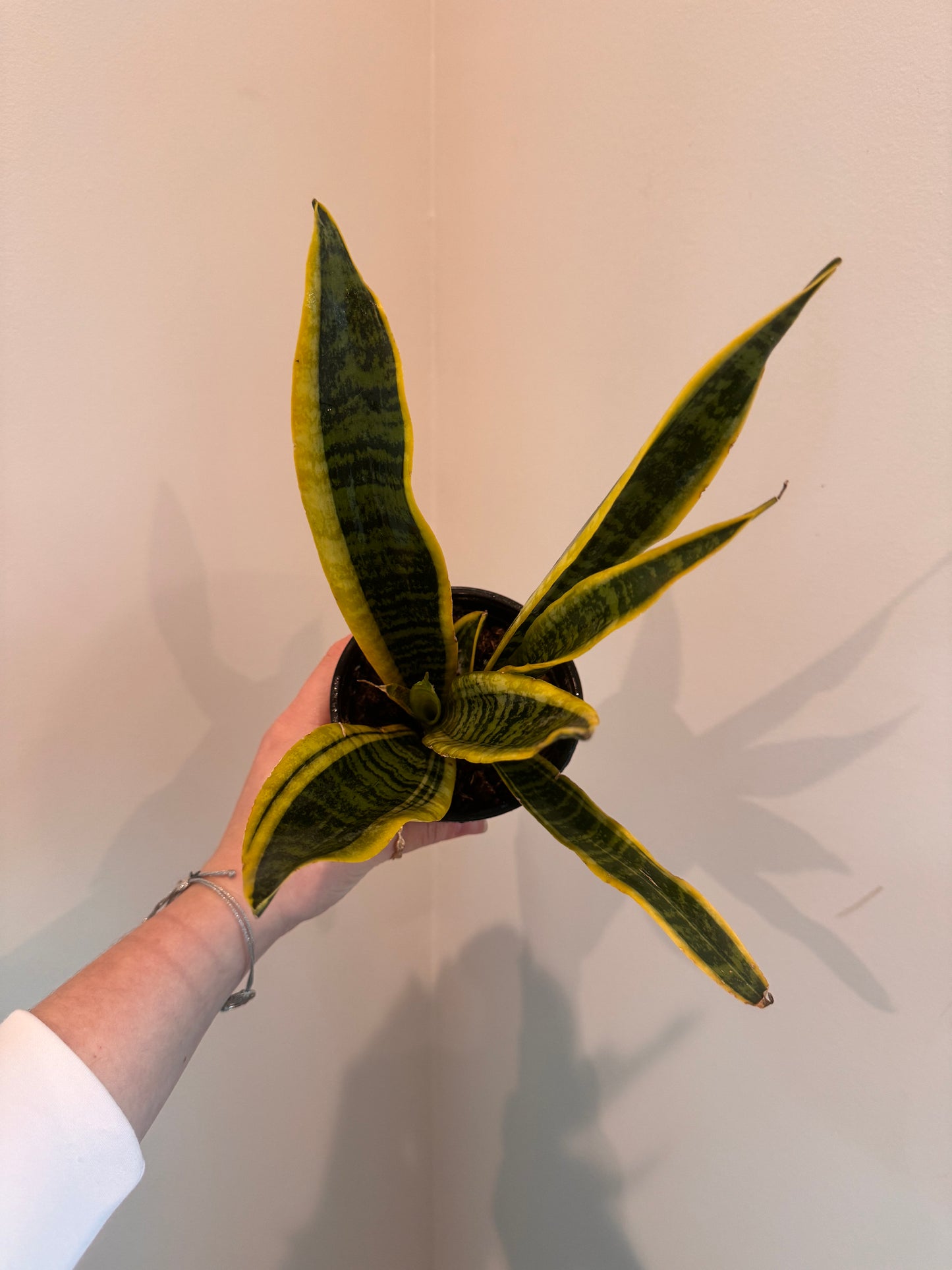 Sansevieria Laurentii Snake Plant