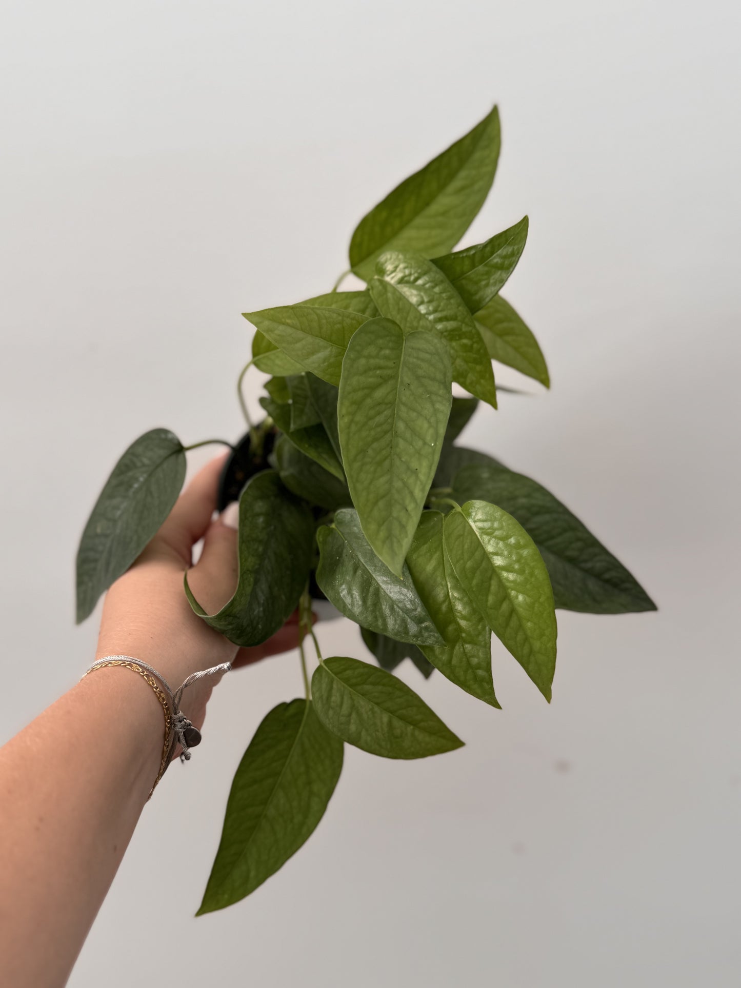 Cebu Blue Pothos