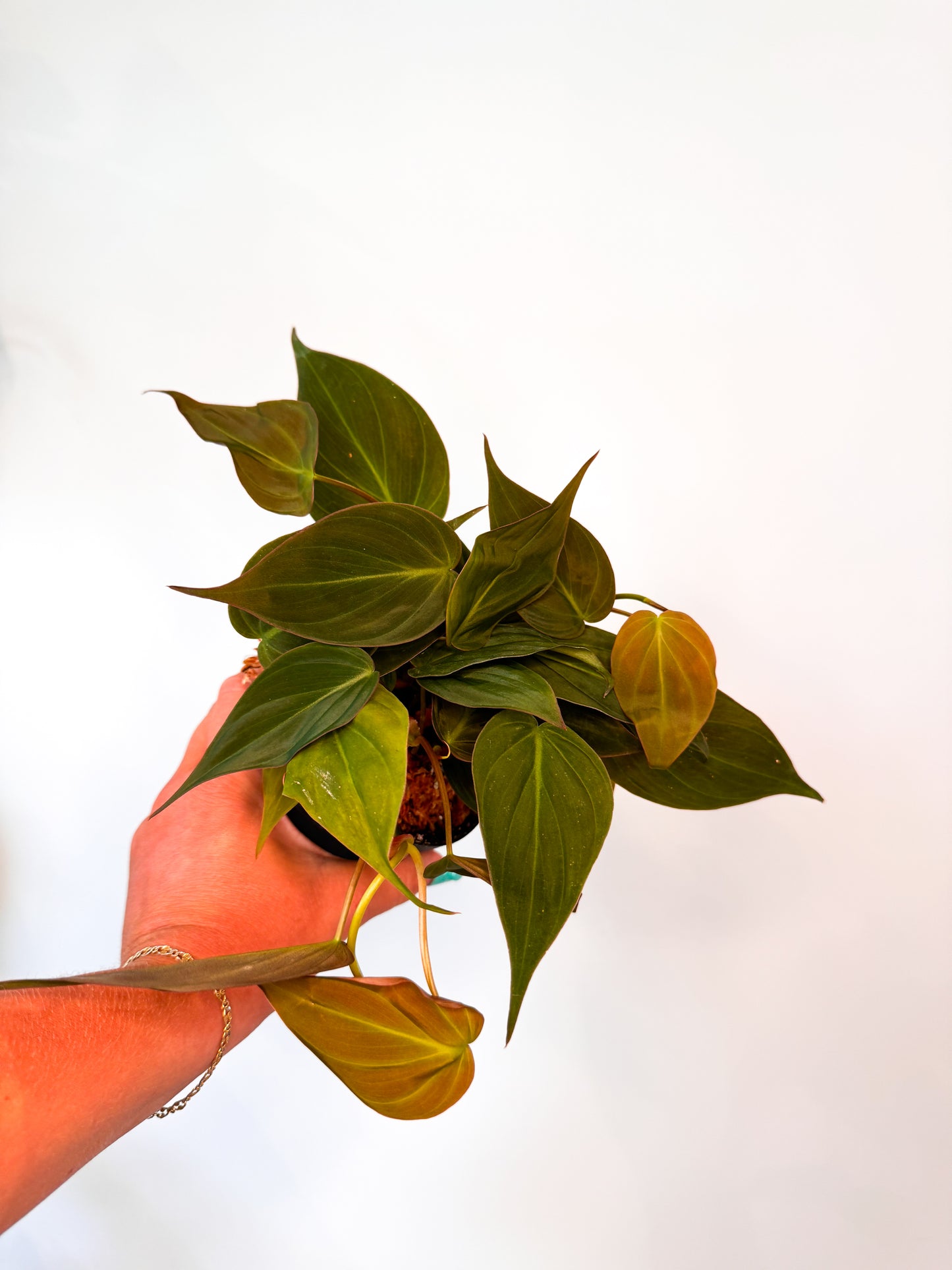 Philodendron ‘Micans’