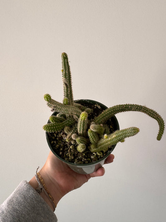 4” Cactus Peanut