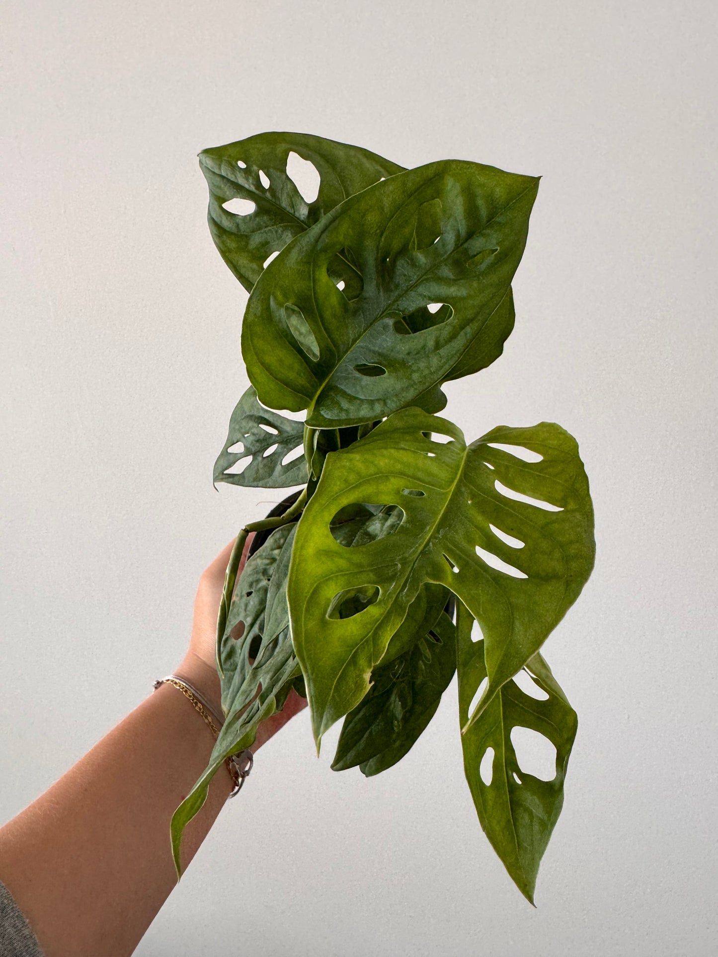 4” Monstera Adansonii (Swiss Cheese)