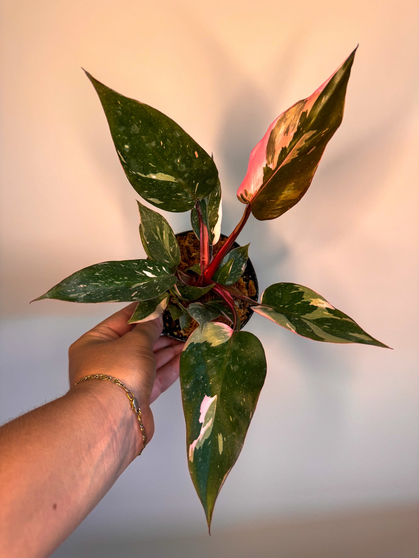 Philodendron Pink Princess 'Marble'