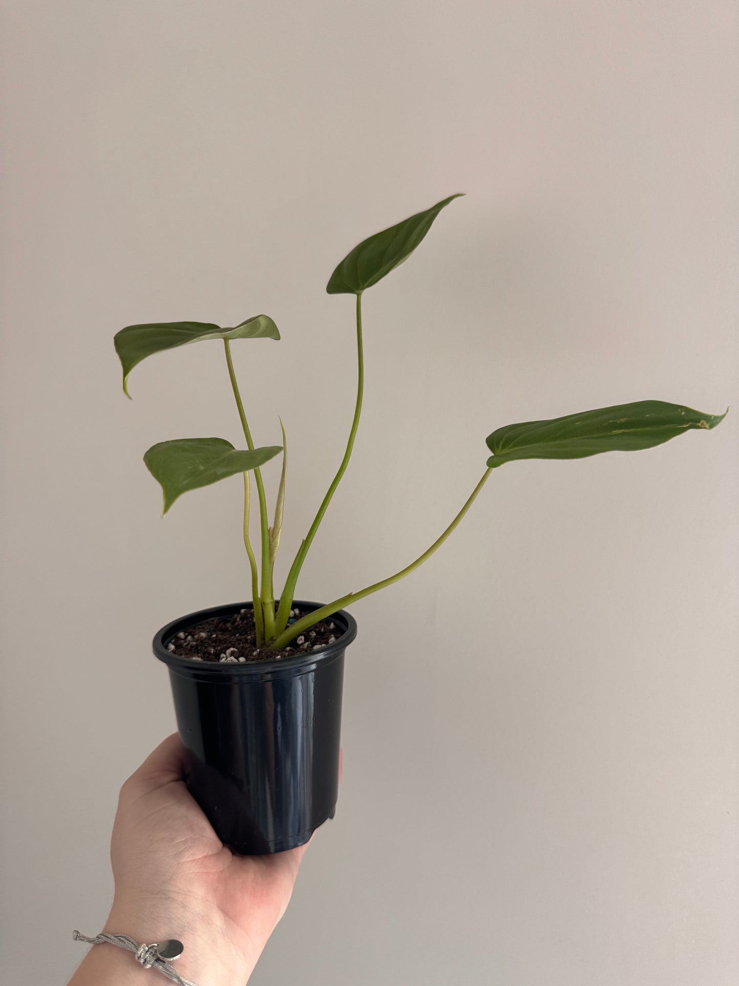 Philodendron McDowell Blemish