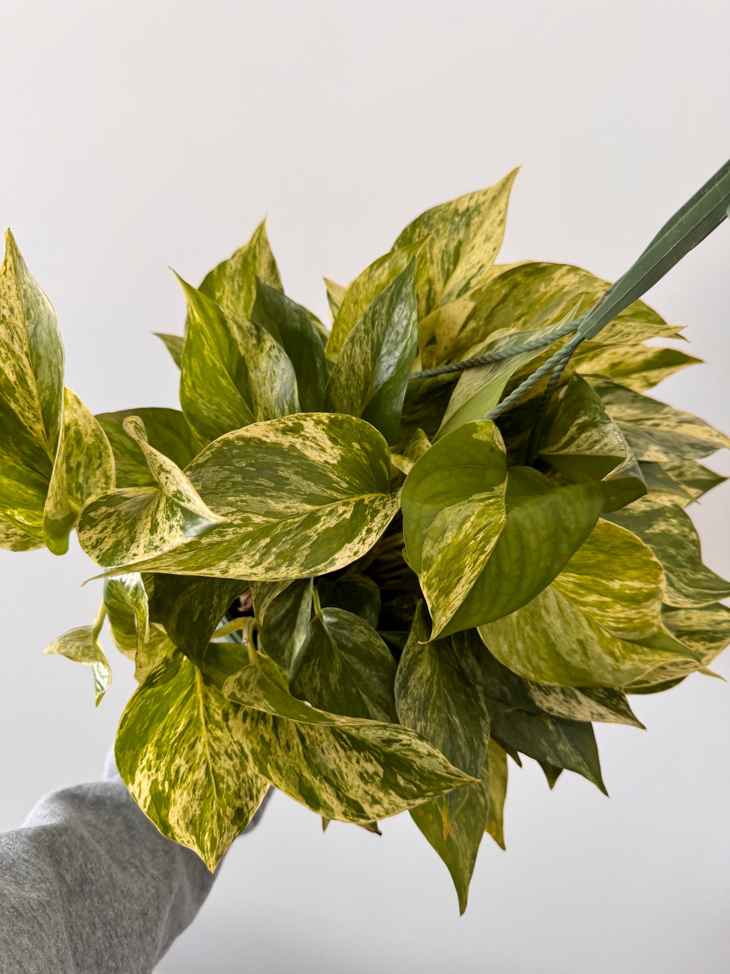 8” Pothos Marble Queen Hanging Basket