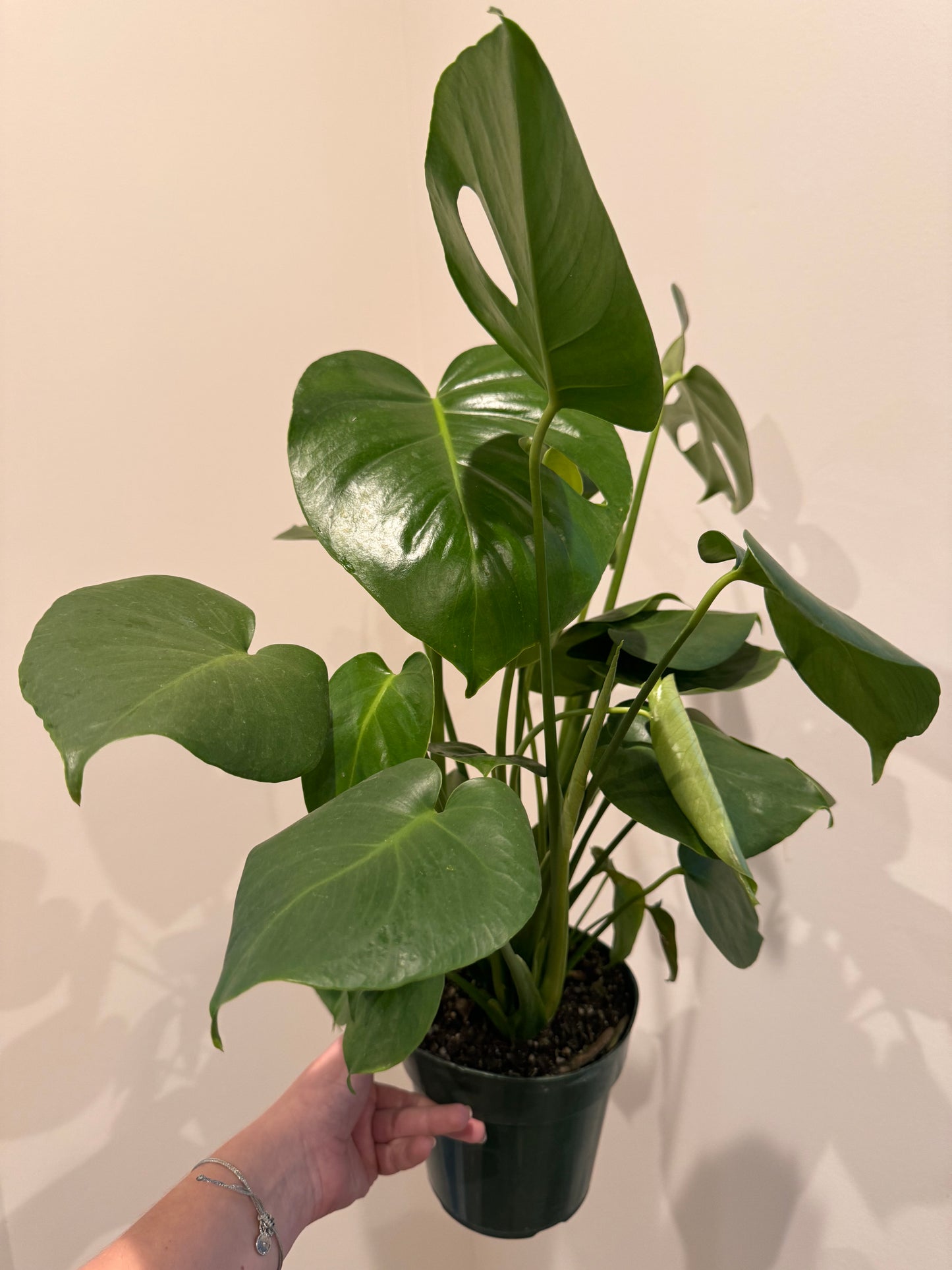 6” Full Monstera Deliciosa