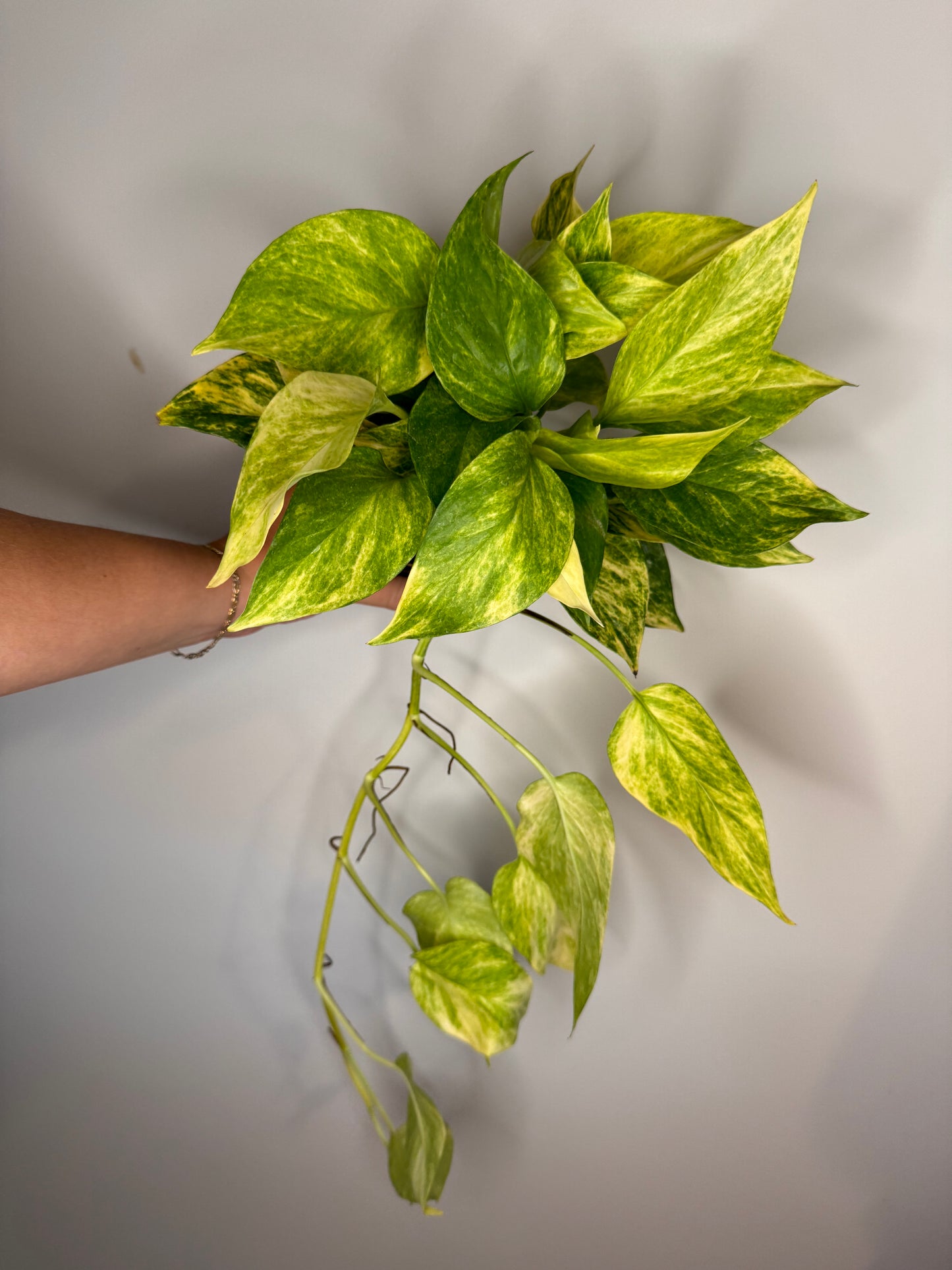 ‘Neon Queen’ Pothos