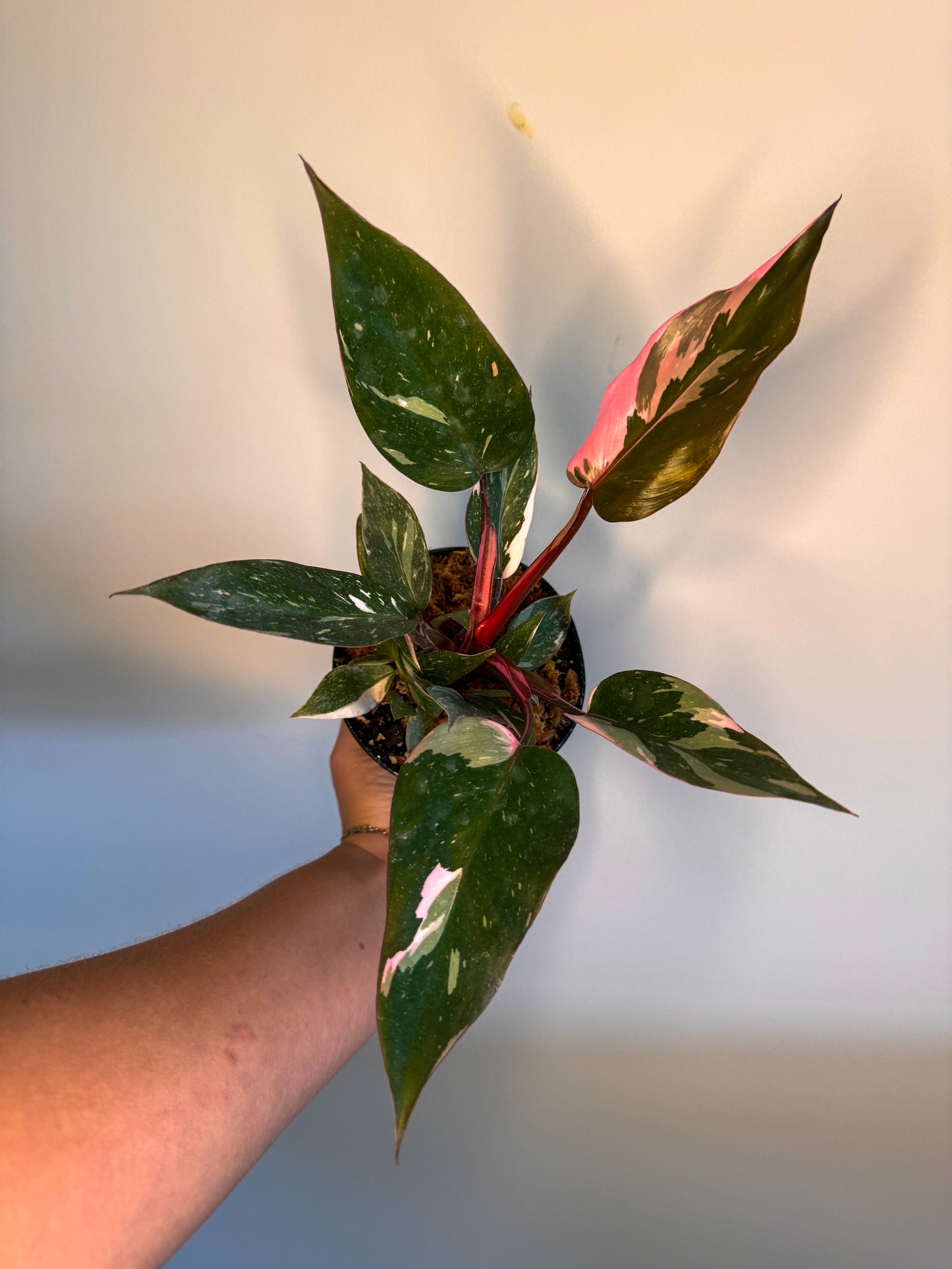 Philodendron Pink Princess 'Marble'