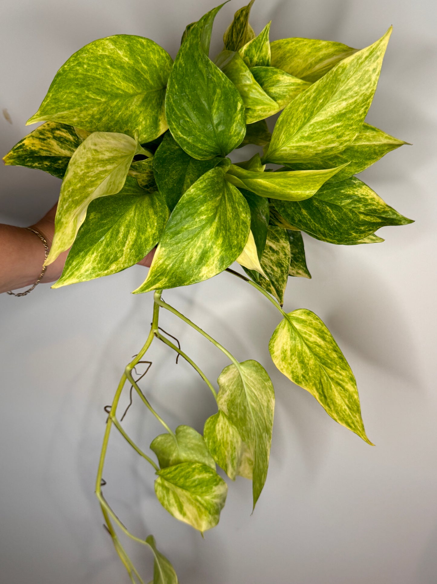 ‘Neon Queen’ Pothos