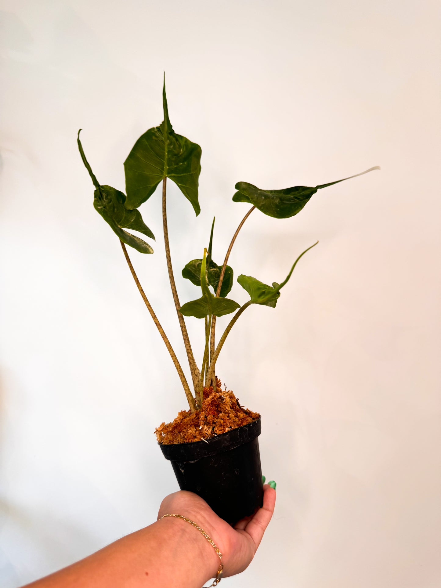 Alocasia ‘Stingray’