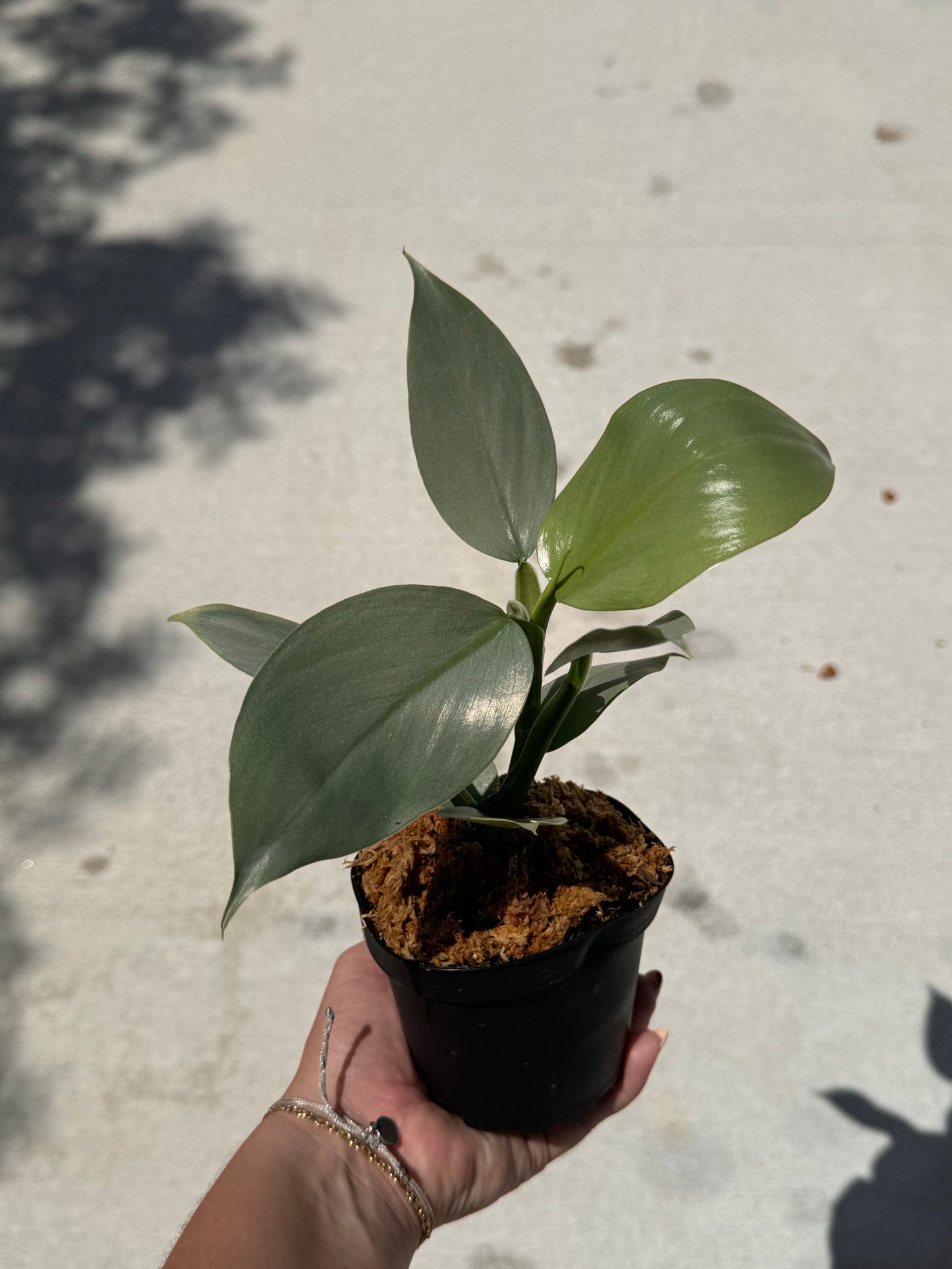 Philodendron ‘Silver Sword’