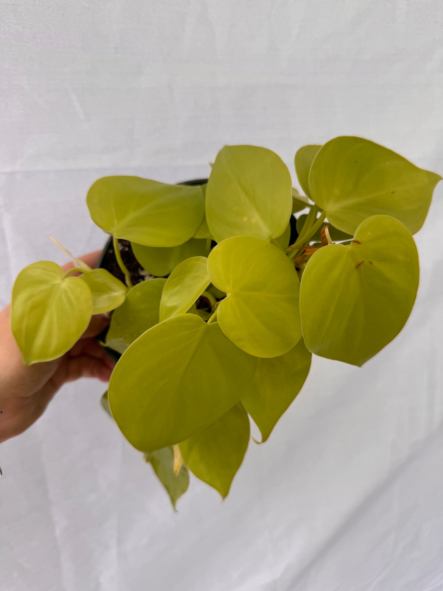 6” Neon Philodendron