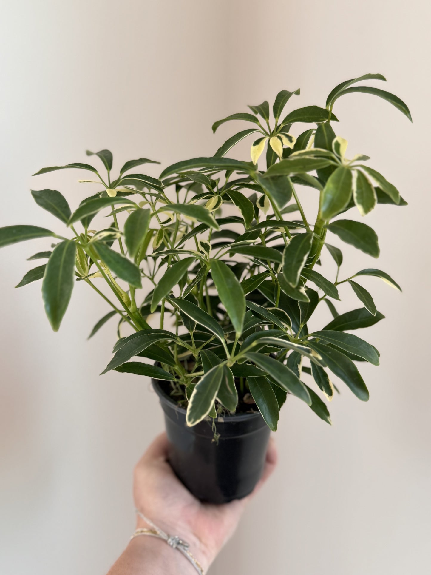 Variegated Arboricola (Umbrella Tree)