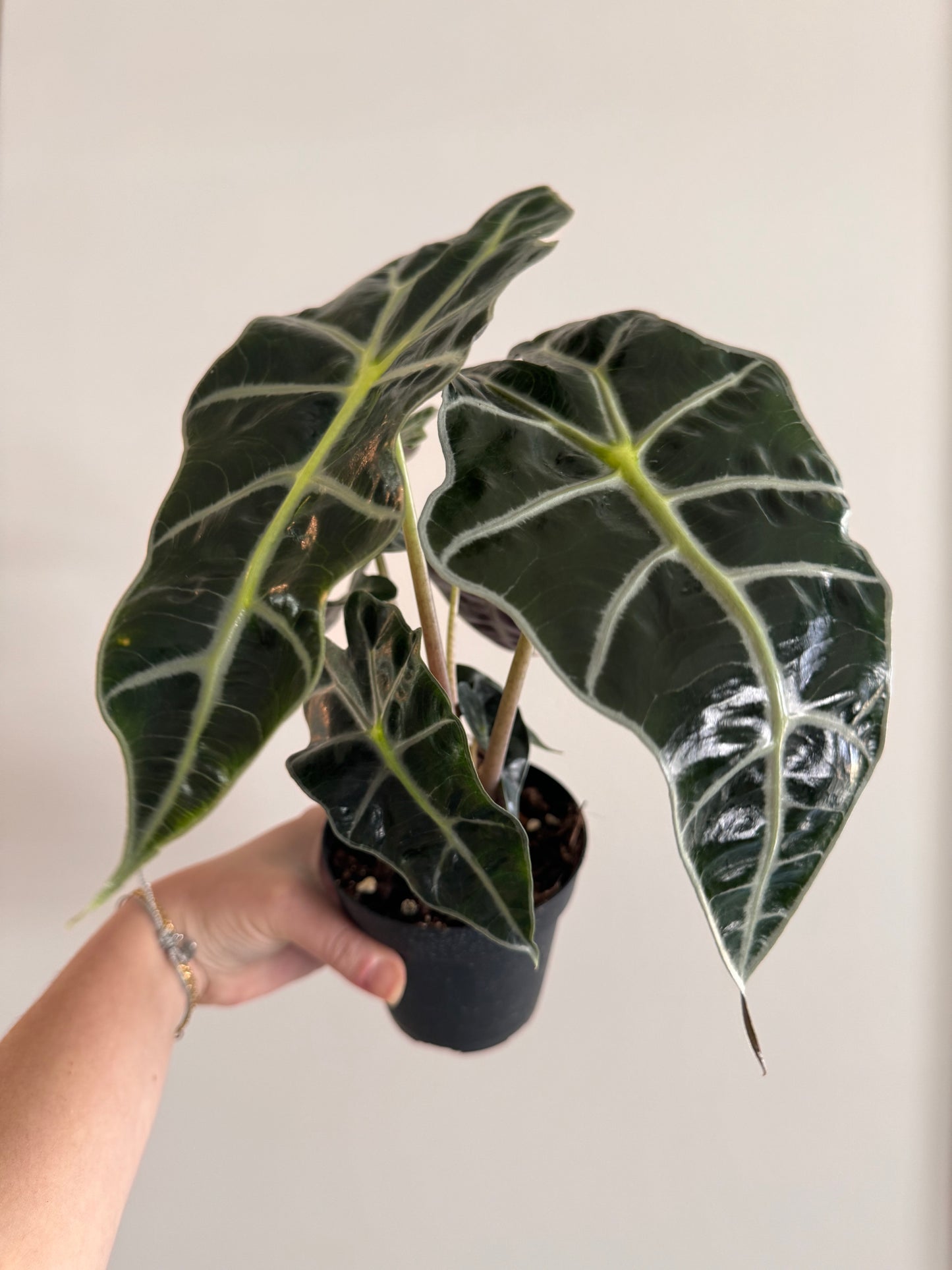 Alocasia Polly 4”