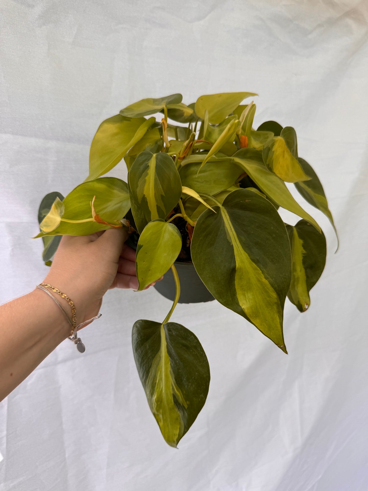 6” Philodendron Basil