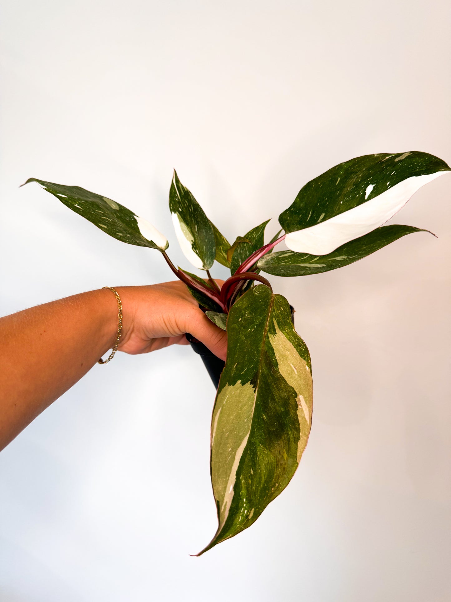 Philodendron ‘Red Anderson’