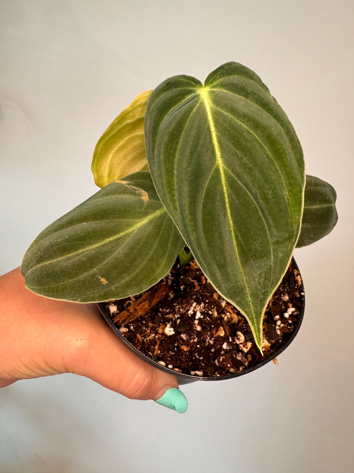 4" Philodendron 'Melanochrysum'