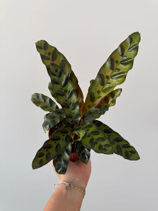 Rattle Snake Calathea