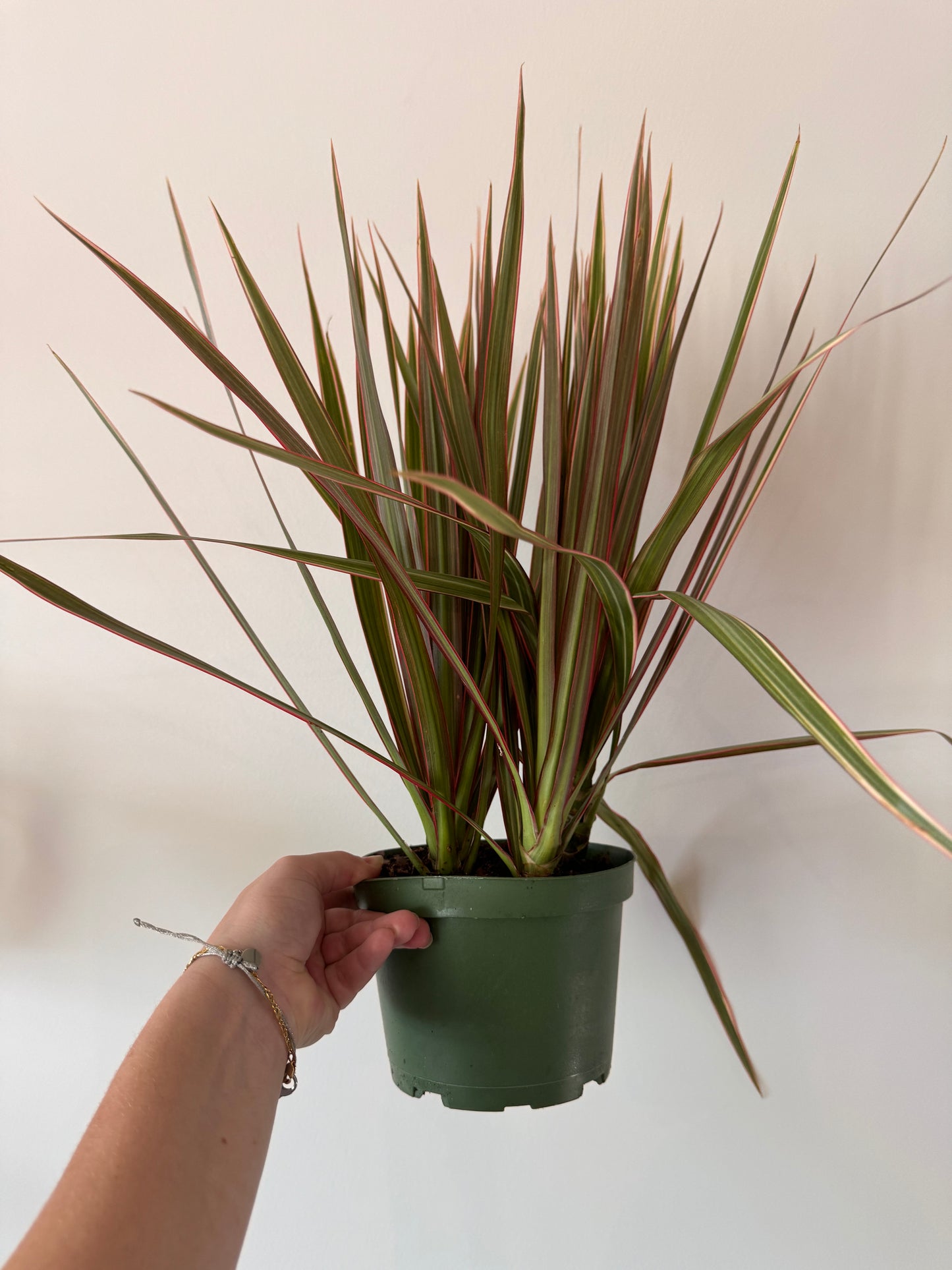 6” Dracaena Marginata