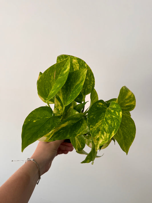 Golden Pothos 4”