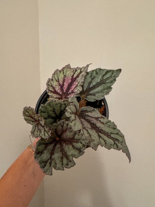 Begonia Rex 4”