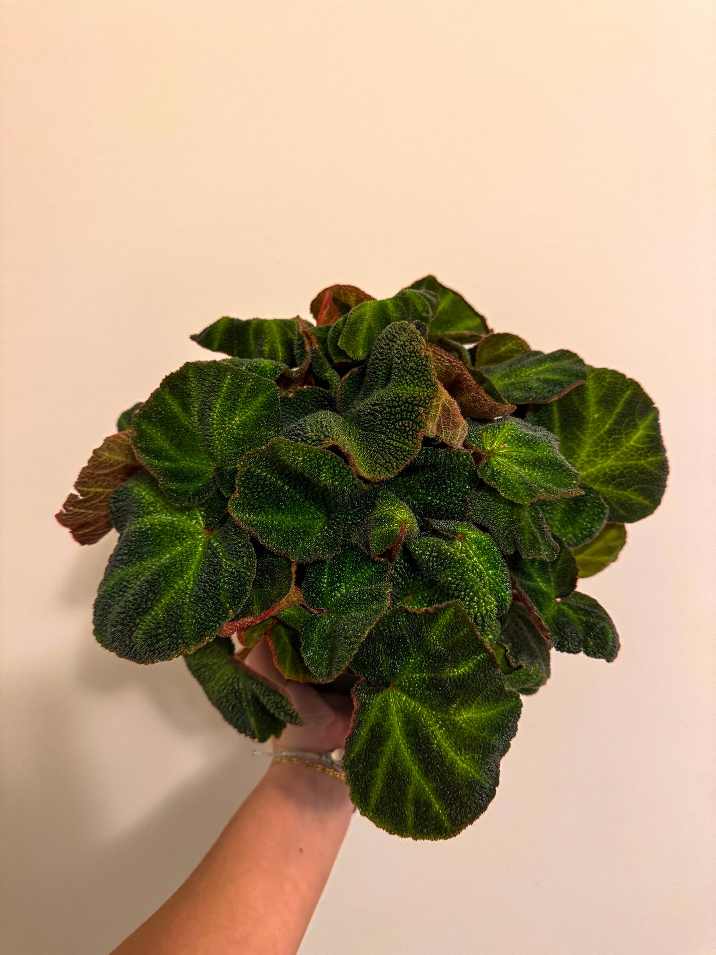 6” Begonia Rex