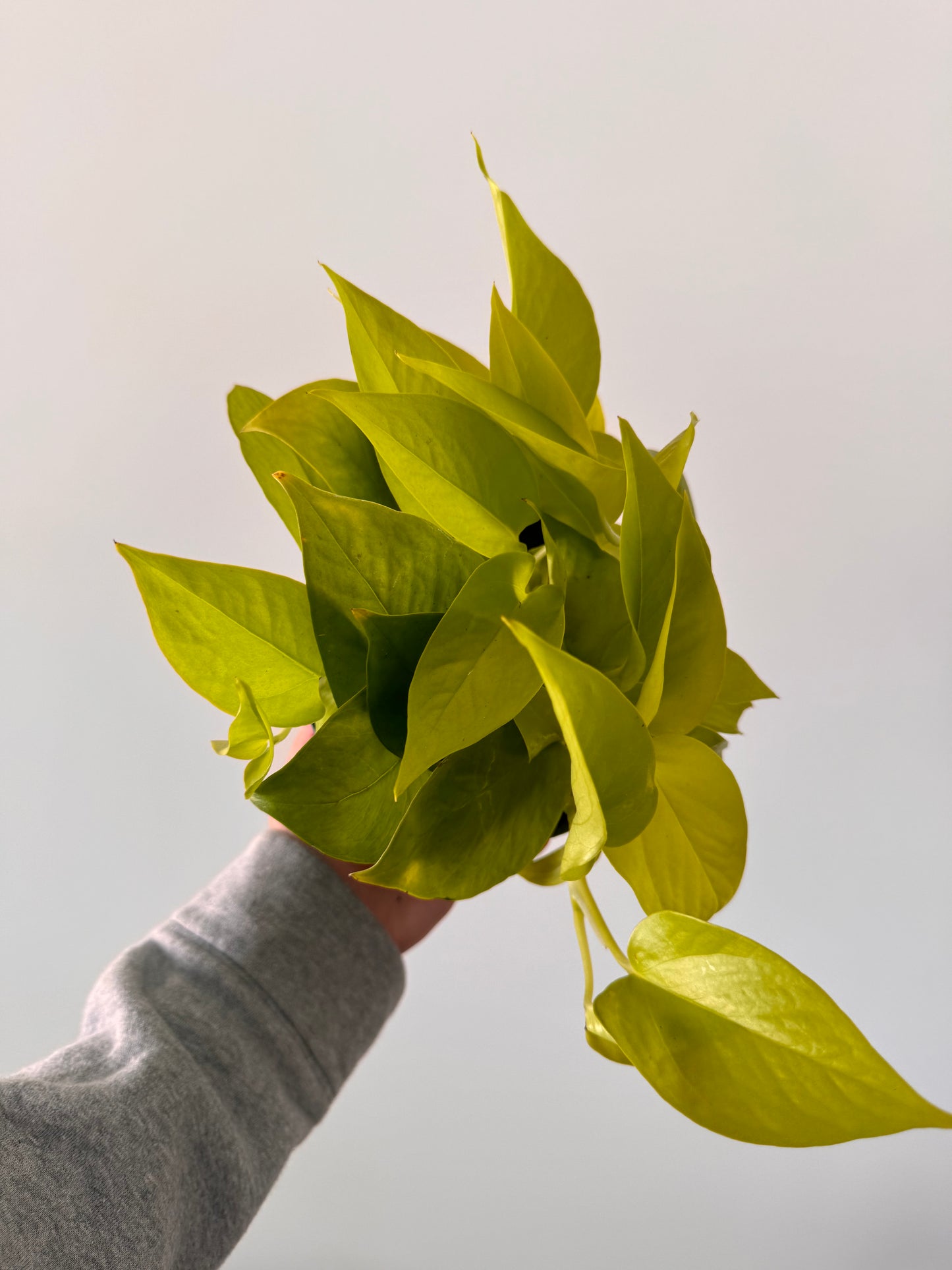 6” Neon Pothos