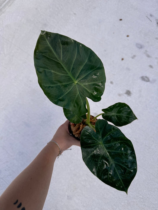 Alocasia Regal Shield