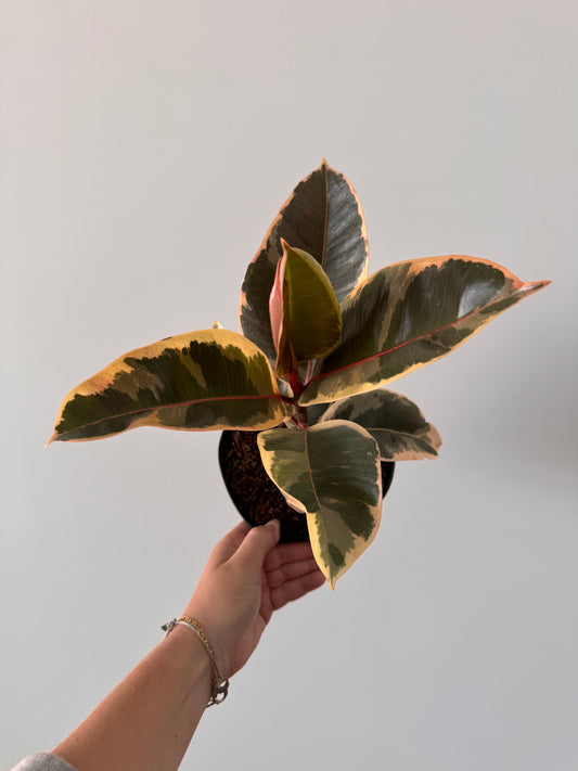 Ficus Tineke