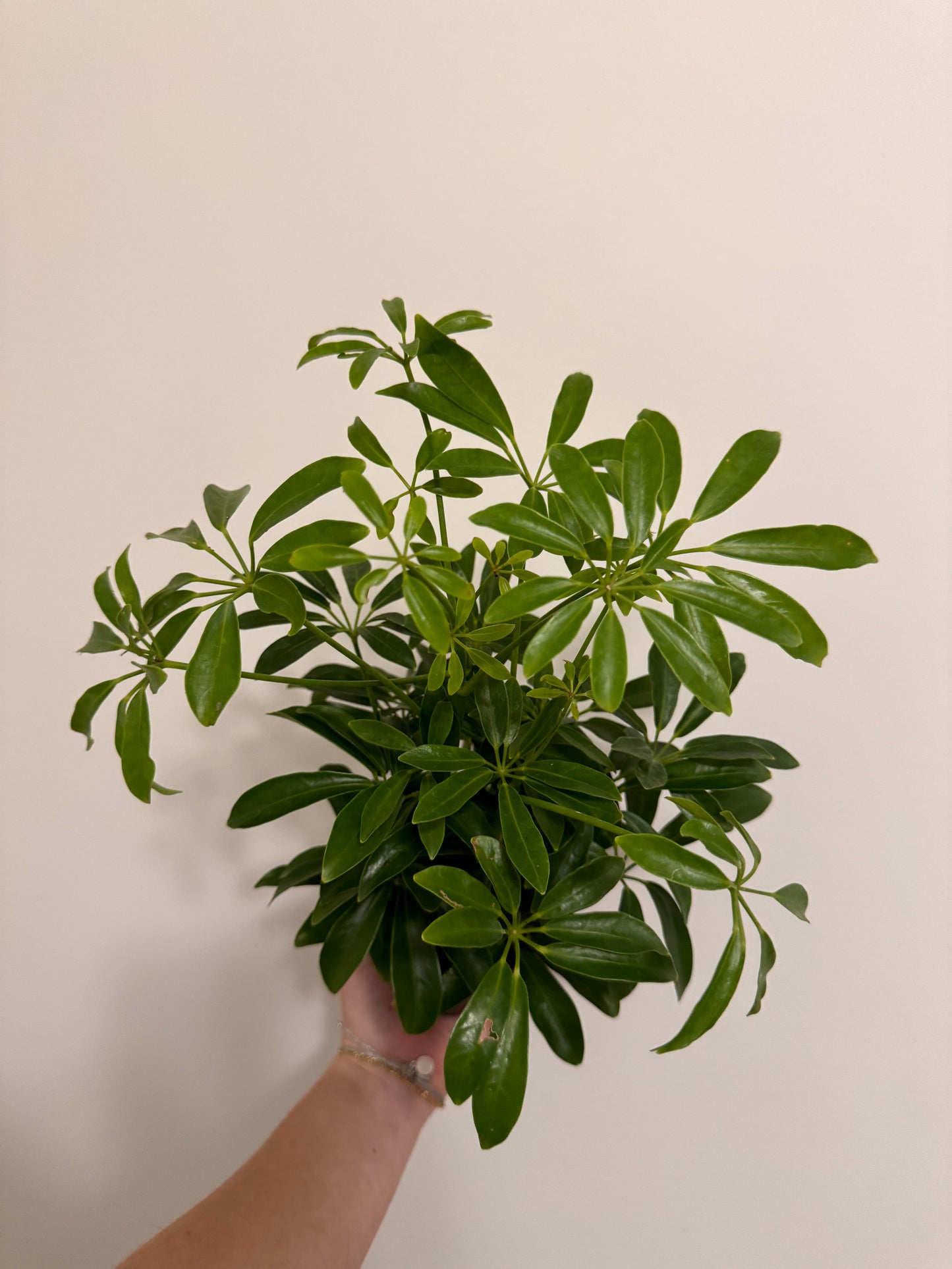 Arboricola Schefflera