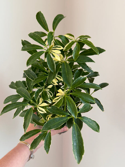 Variegated Arboricola (Umbrella Tree)