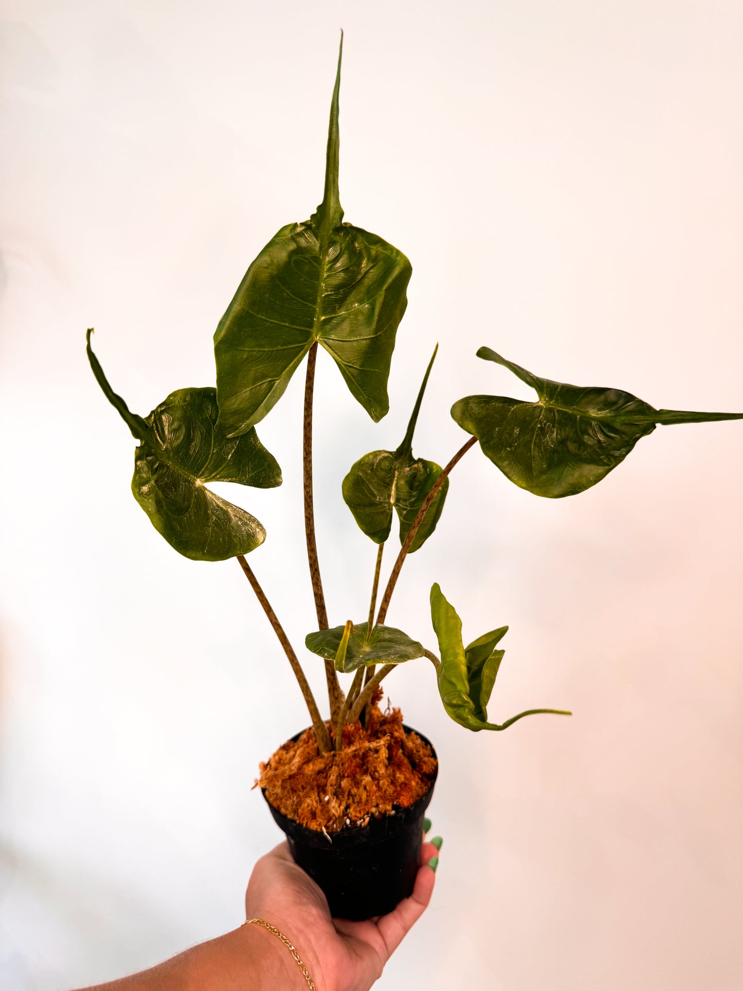 Alocasia ‘Stingray’