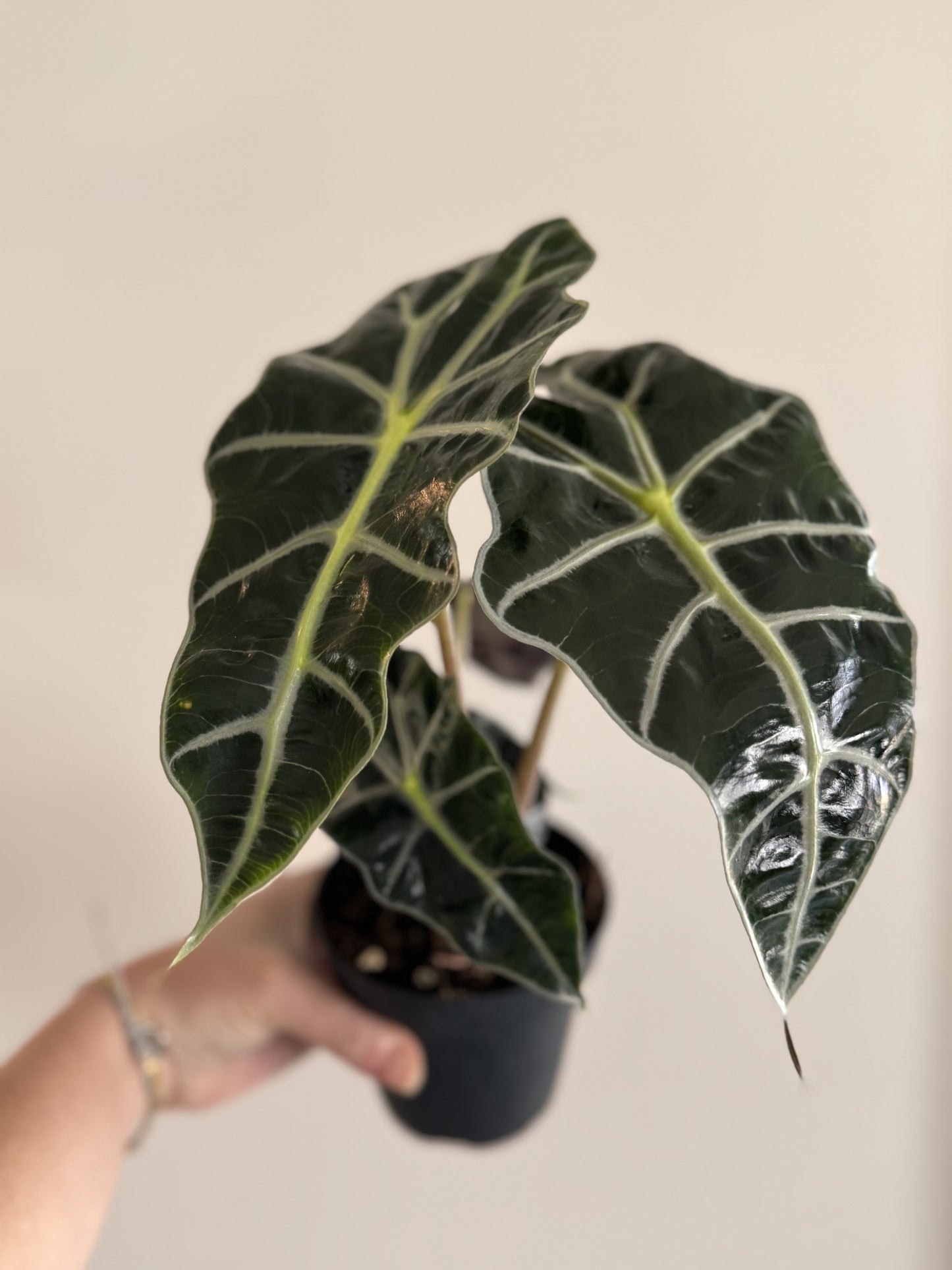 Alocasia Polly 4”