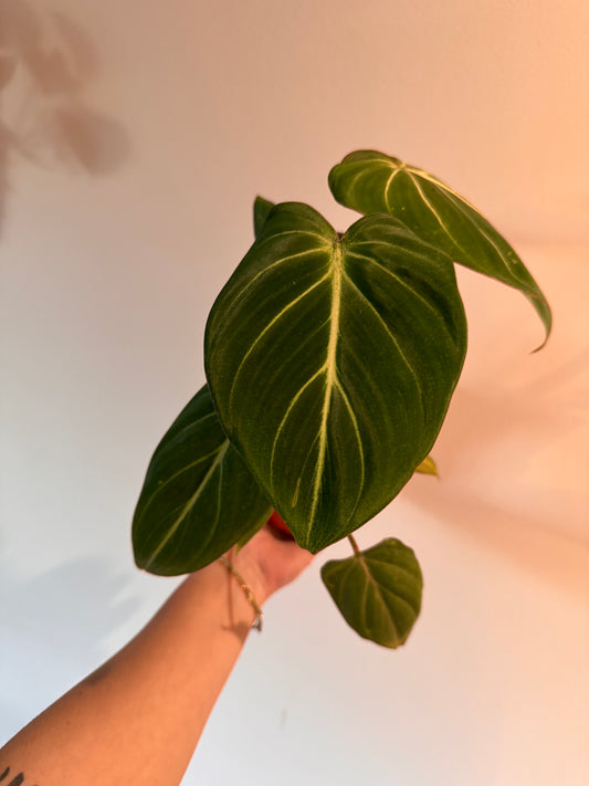 4” Philodendron Gloriosum