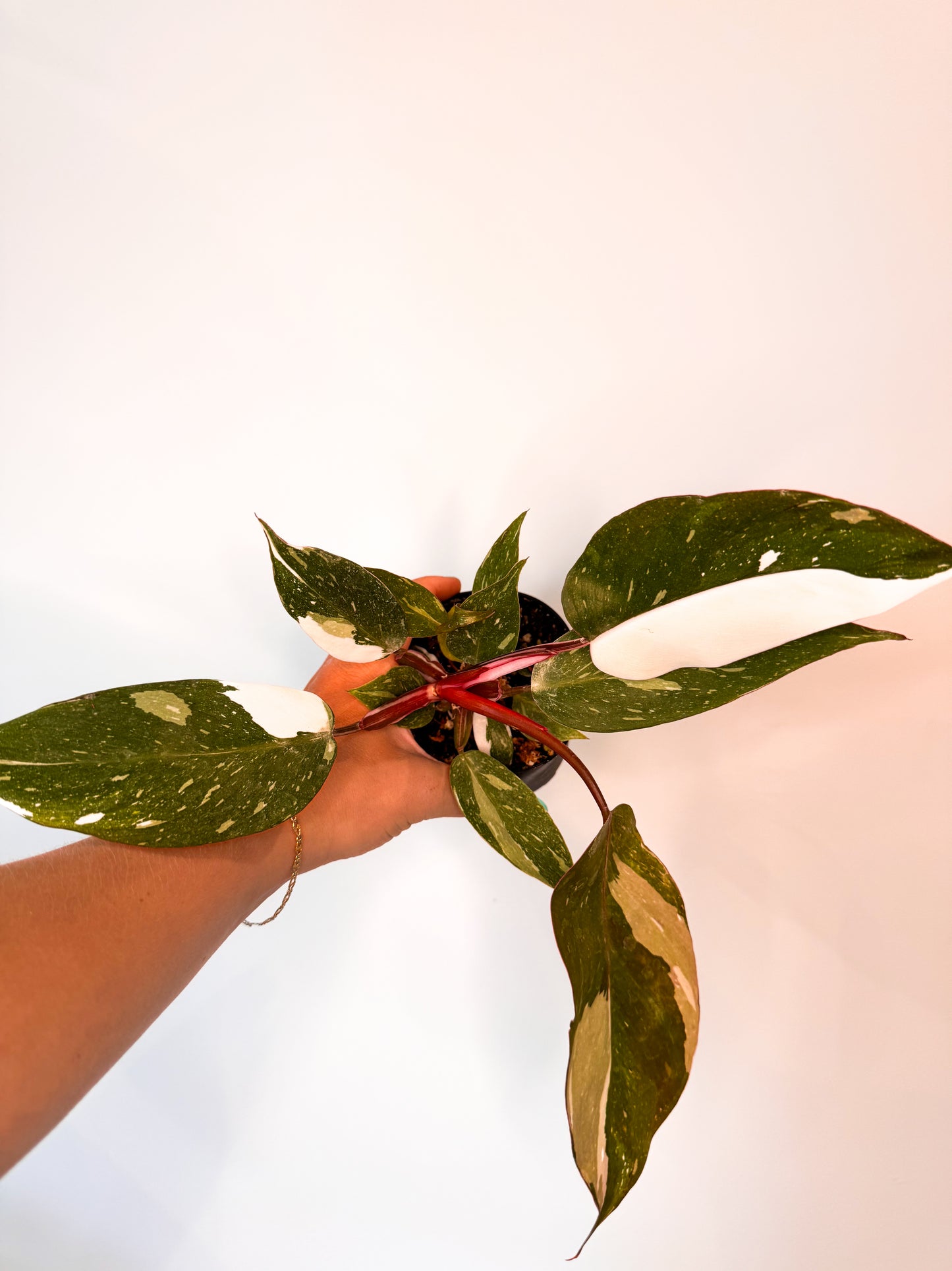 Philodendron ‘Red Anderson’