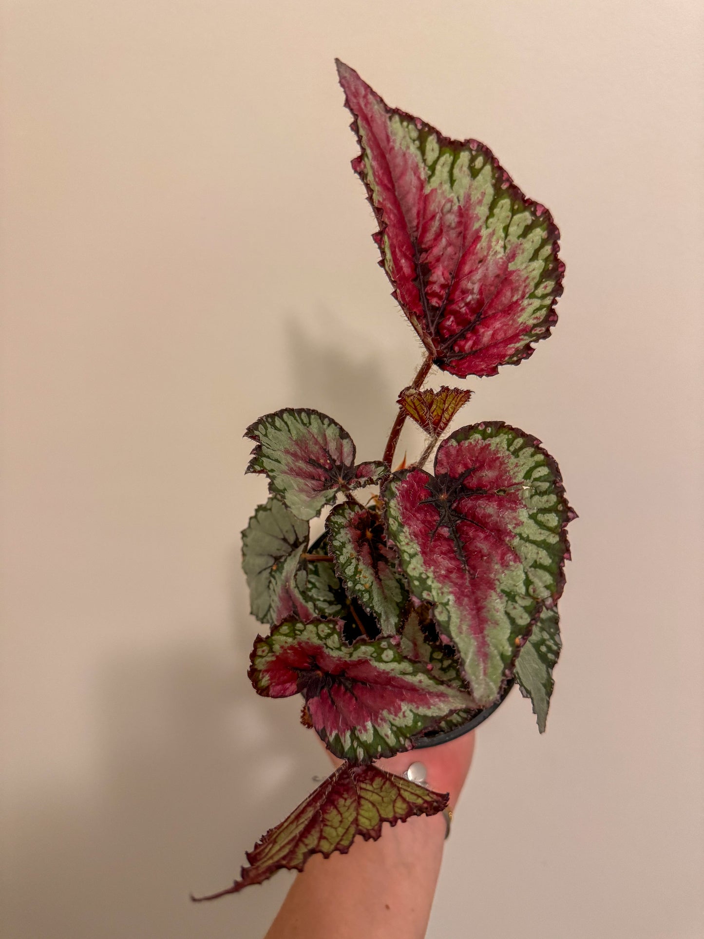 Begonia Rex 4”