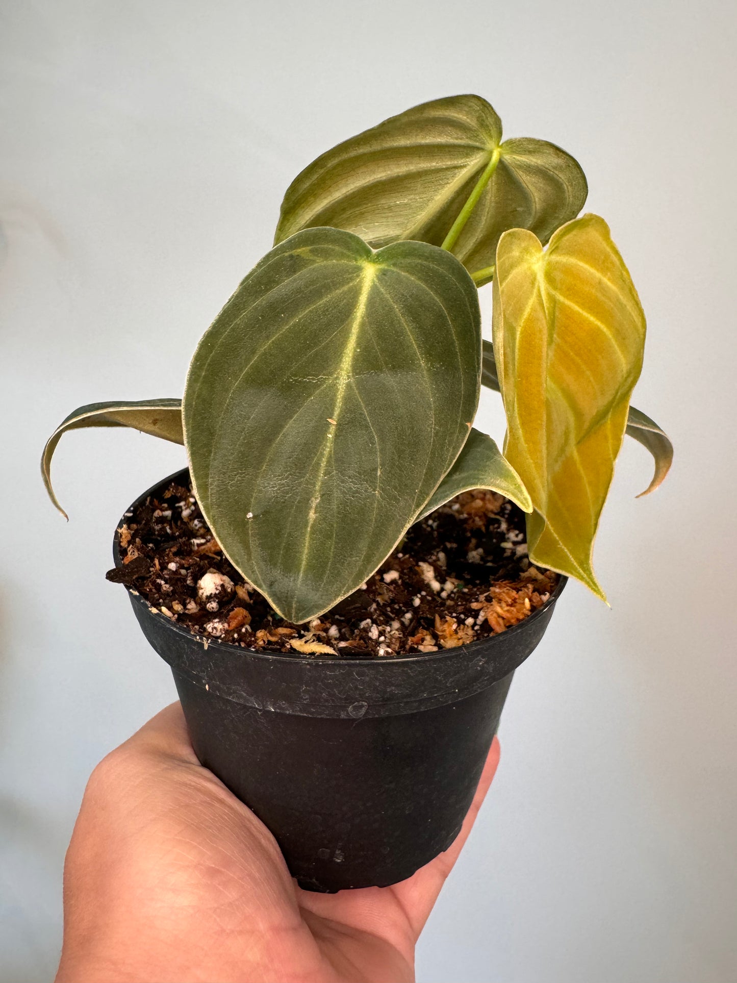 4" Philodendron 'Melanochrysum'