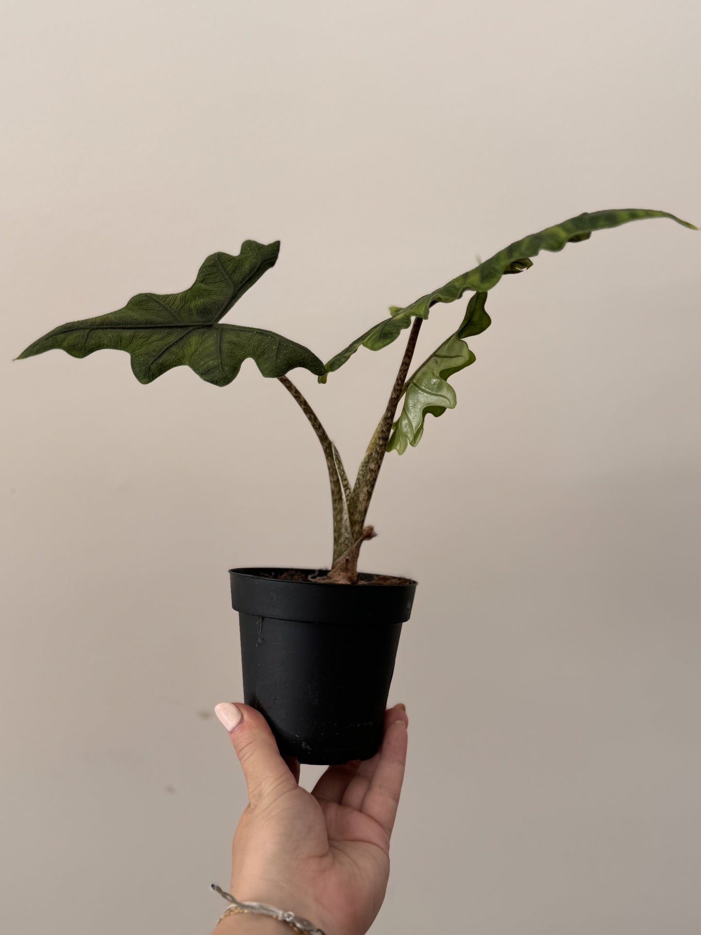 Alocasia Jacklyn