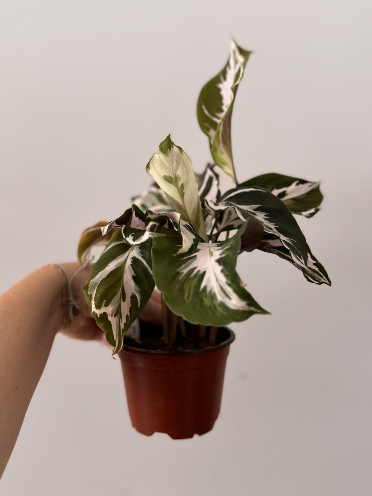 Calathea Stella