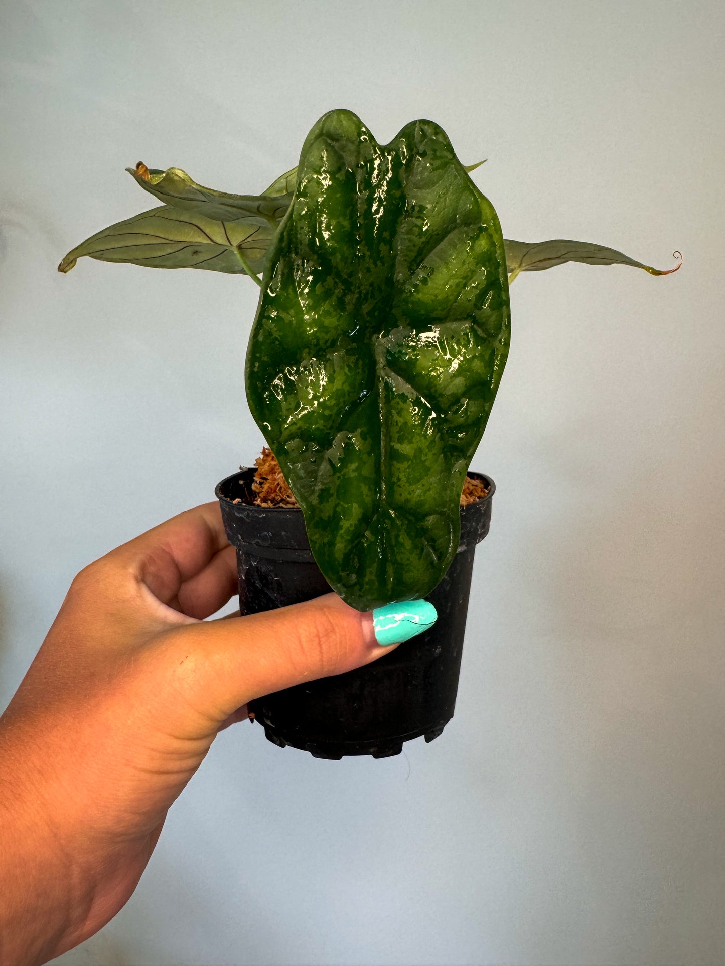 Alocasia 'Green Dragon Scale'