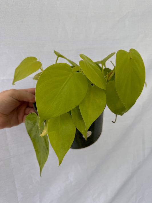 6” Neon Philodendron