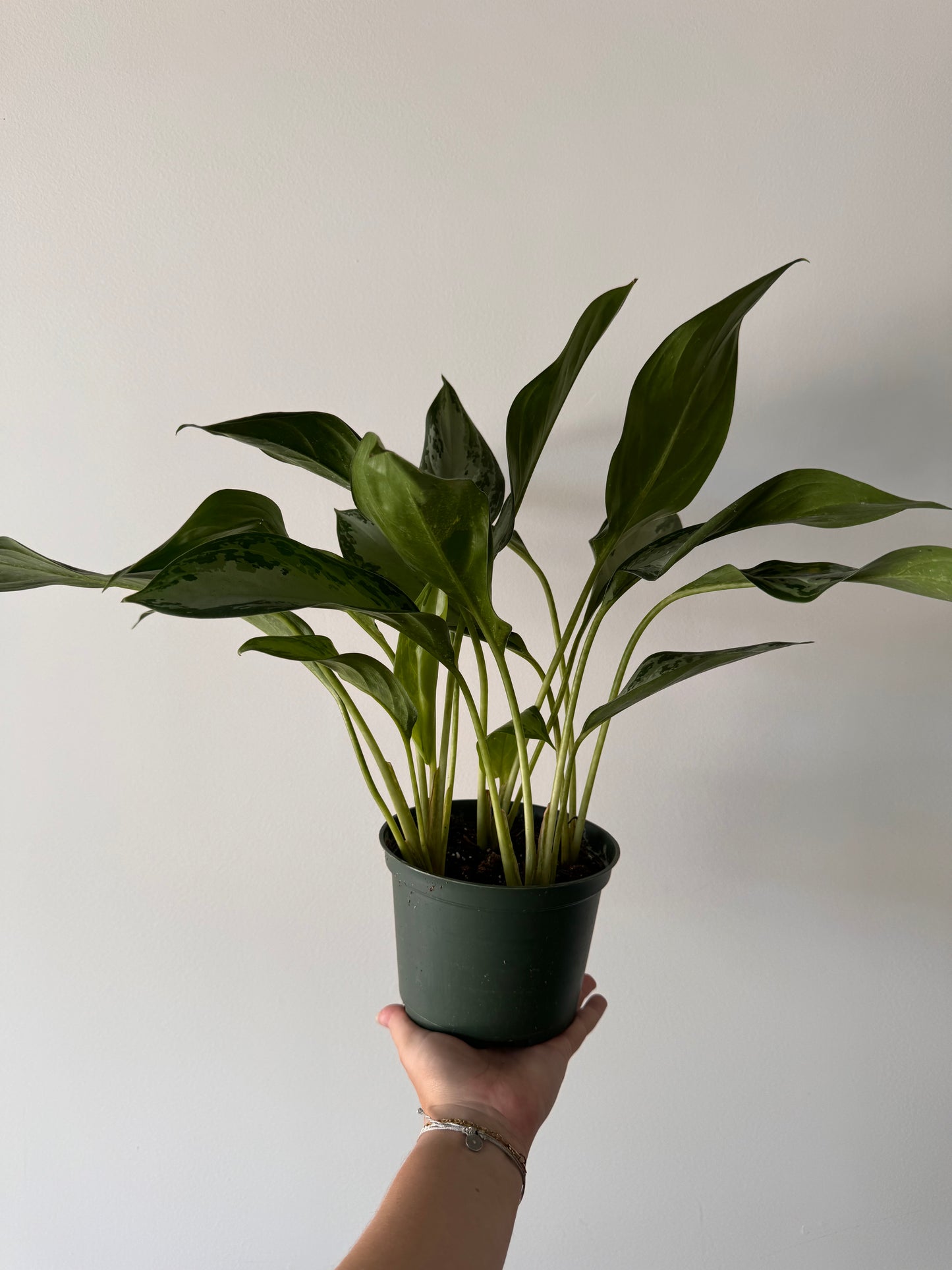 6” Aglaonema Emerald Bay