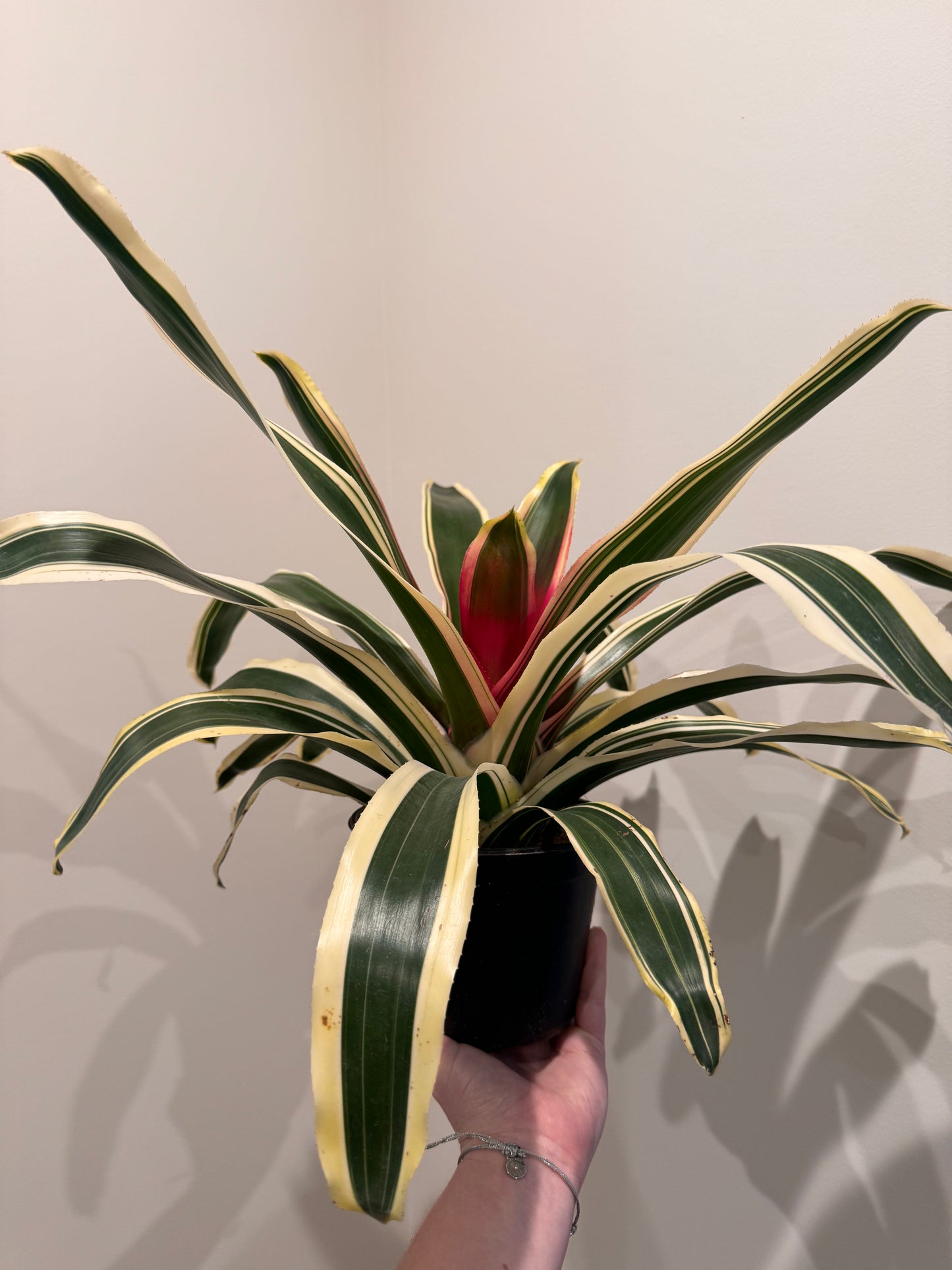 6” Bromeliad Neoregalia