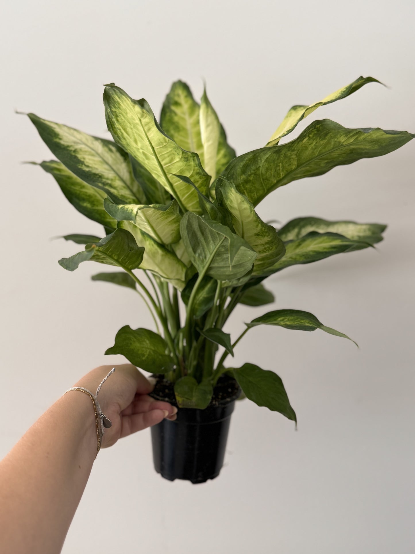 Dieffenbachia ‘Camille’