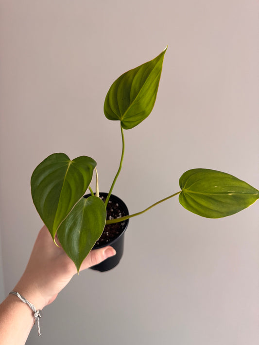 Philodendron McDowell Blemish