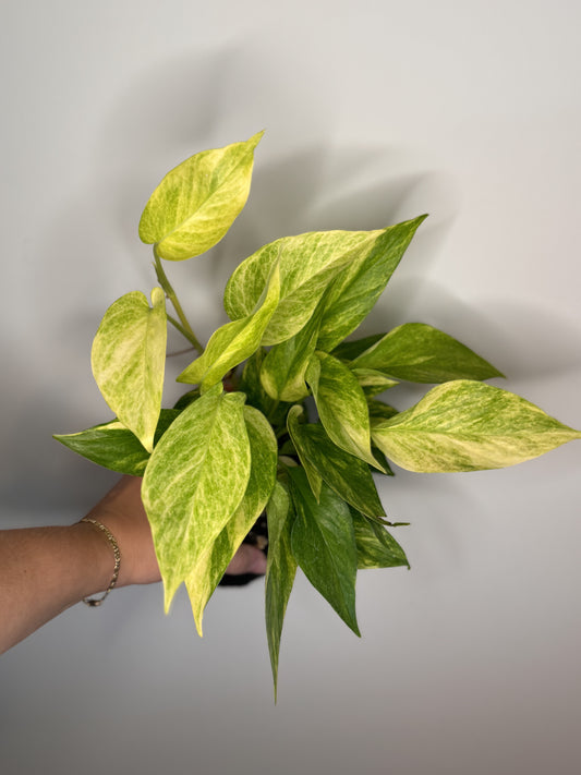 ‘Neon Queen’ Pothos