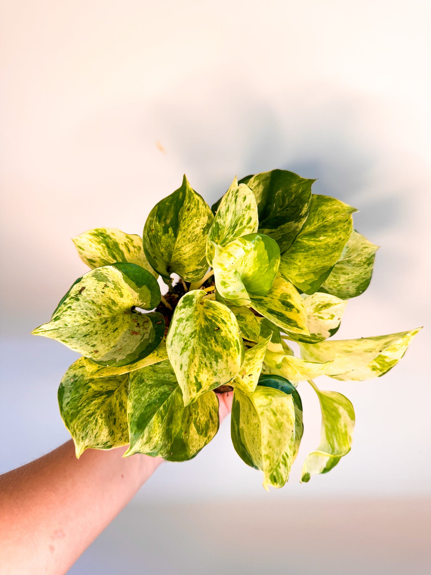 Epipremnum Aureum 'Manjula Compacta'